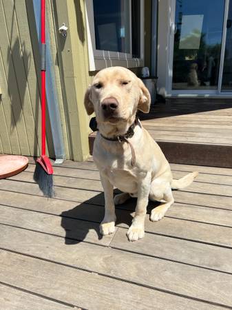 4-Year-Old Champagne Lab Looking for the Right Home (Watsonville)