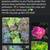 POLLINATOR PLANTS! bring butterflies, bees, 14 thumbnail