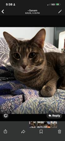 Male cat (New York)