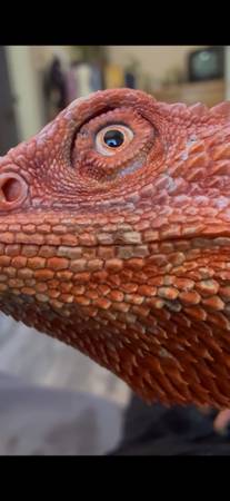Hypo Red monster (Morgan Hill)590718098117775363