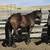 2 yo Bay Mare Horse 1 thumbnail