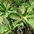 Crown of Thorns plants 8 thumbnail