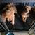 Golden  doodles 2 thumbnail