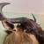 Blue Wildebeest Taxidermy Shoulder Mount 7 thumbnail