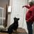 German Shepherd (small rehoming fee) long haired, Female, 9months 6 thumbnail