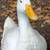 Pekin and Cayuga hens and drakes ducks 1 thumbnail