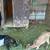 2 goats for $250 2 thumbnail
