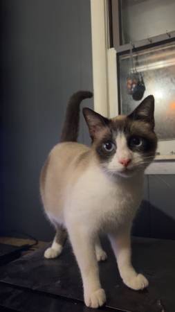 Young male fixed cat 1