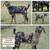 Mini nubians 3 thumbnail