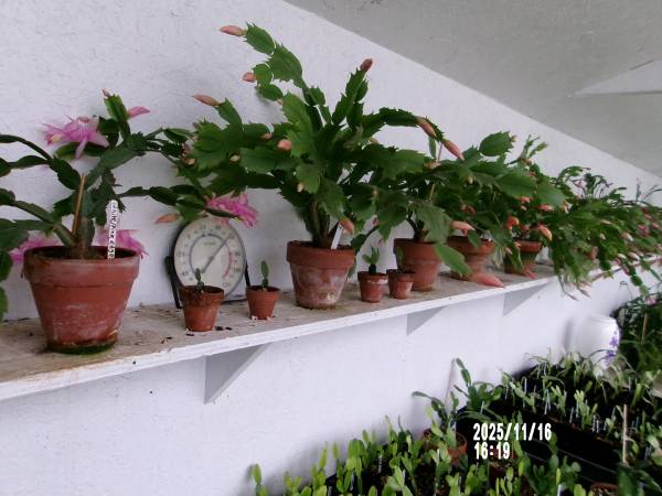 Holiday cactus 1