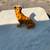 Mid Century ceramic Leopard / Cheetah statue A147 5 thumbnail