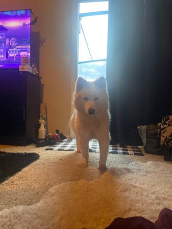 Samoyed 1