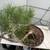 Scott pine pre bonsai 1 thumbnail