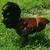 Easter egger (Green egger) 3 thumbnail