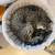 Male Tabby Cat Needs New Home 11 thumbnail