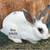 Rex Rabbits 1 thumbnail