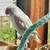 Indian Ringneck Parrot 2 thumbnail