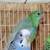 🌿 Beautiful Male Red-Rump Parakeet – 1 Year Old – Dilute Pastel 2 thumbnail