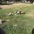 Nigerian dwarf goats 1 thumbnail