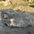 REBAR 10' and 20' long, #6 (3/4"), Roll of Steel Mesh, 50+% Discount 4 thumbnail