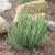 2 gallon Succulent - Senecio anteuphorbium (Swizzle Sticks) - $10 4 thumbnail