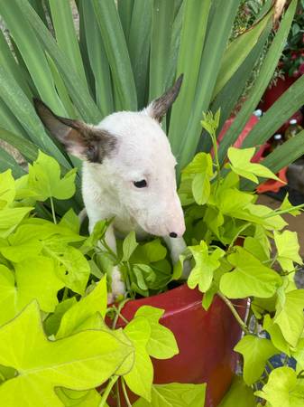 English bull terrior (Houston)63859316584065121