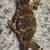 Gargoyle gecko 1 thumbnail