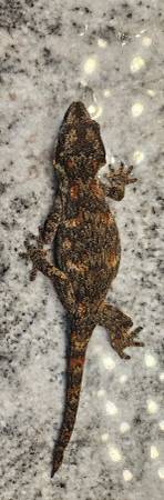 Gargoyle gecko 1
