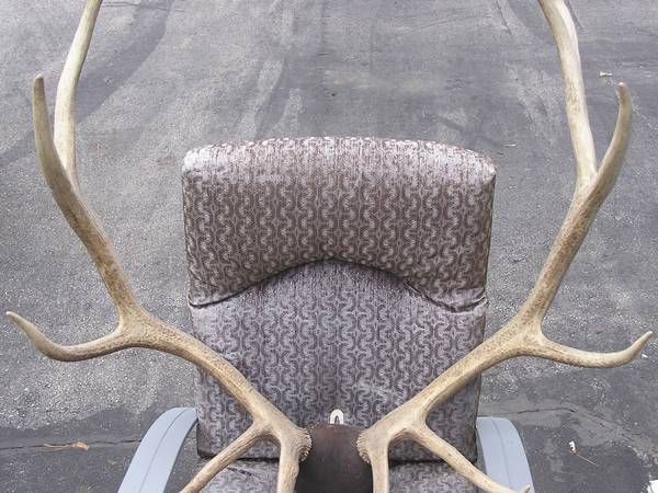NICE TAXIDERMY MOUNTS  -  DEER, CARIBOU, ELK - $75 (ALGOMA)62957305501571123