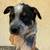 Austrian Cattle dog puppies 2 thumbnail