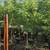 Trees, Shade! Chinese pistache 'KD' 22 thumbnail