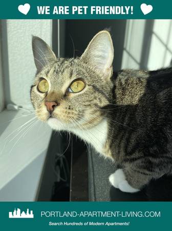 $1,595 / 1br - Room to Roam @ Lancaster Park! Pets Love It Here! (Troutdale, Wood Village)64038881931778120