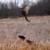 Pheasant Hunts 1 thumbnail