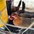 Full bred yellow leg kelso/hatch 3 thumbnail