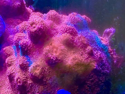 coral frag Supremo Chalice 1