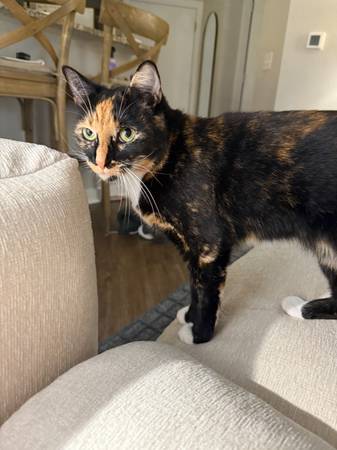Lost Cat (alamo square / nopa)557183929386936322