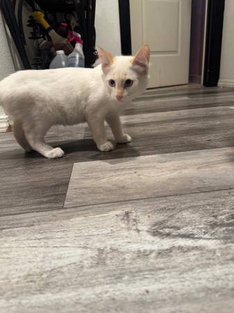 Rehoming Siamese kittens (hollister)63941740119555123
