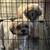 Free shihpoo 1 thumbnail