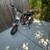 Dirtbike with pink slip 10 thumbnail