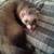 MISSING ferret 5 thumbnail