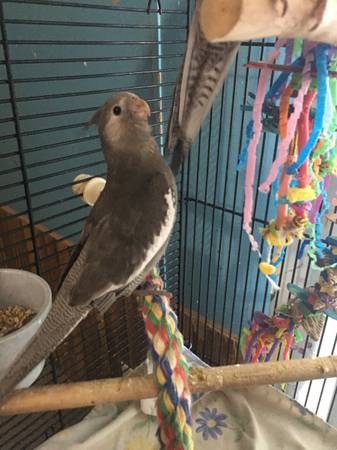 cucarachero cara blanca macho (pensacola)63836590195715120