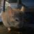 3female and 1 male chinchilla 5 thumbnail