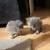 Free Kittens 6 thumbnail