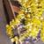 Leinani's Everlasting Plumeria Lei - 25% off End of Summer Sale 3 thumbnail