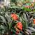 Jamun tree, clivia 3 thumbnail