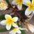 Plumeria 3 thumbnail