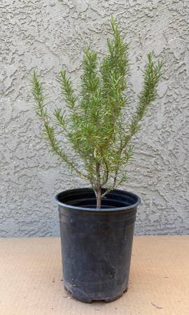 Rosemary 1