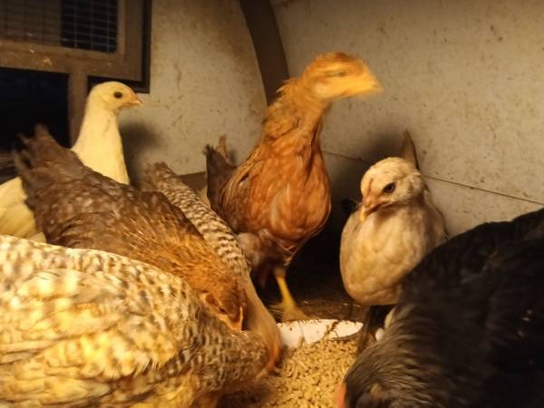 Pullets / Young Hens 1