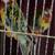 Eastern Rosella 4 thumbnail