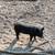 Hampshire Piglets 2 thumbnail